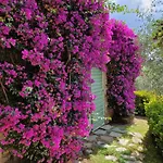 Il Pino - Charming With Pool Tatil Evi Massarosa