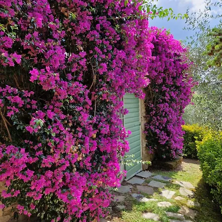 Il Pino - Charming With Pool Holiday home Massarosa