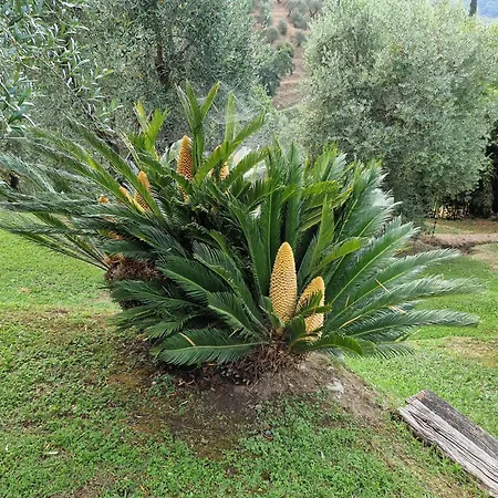 Il Pino - Charming With Pool